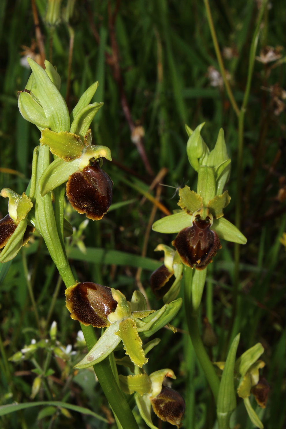 Ophrys da determinare ??